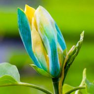 Саджанець Магнолія гібридна Bluе Opal в контейнері